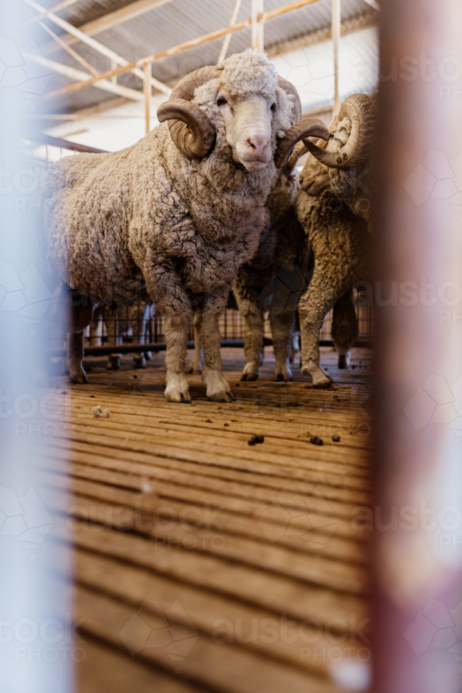 Close-up of a ram inside the shearing shed - Australian Stock Image