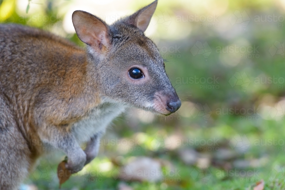 Close up of a Red-necked Pademelon, a cute little marsupial - Australian Stock Image