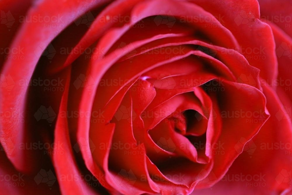 Close-up of a red rose - Australian Stock Image
