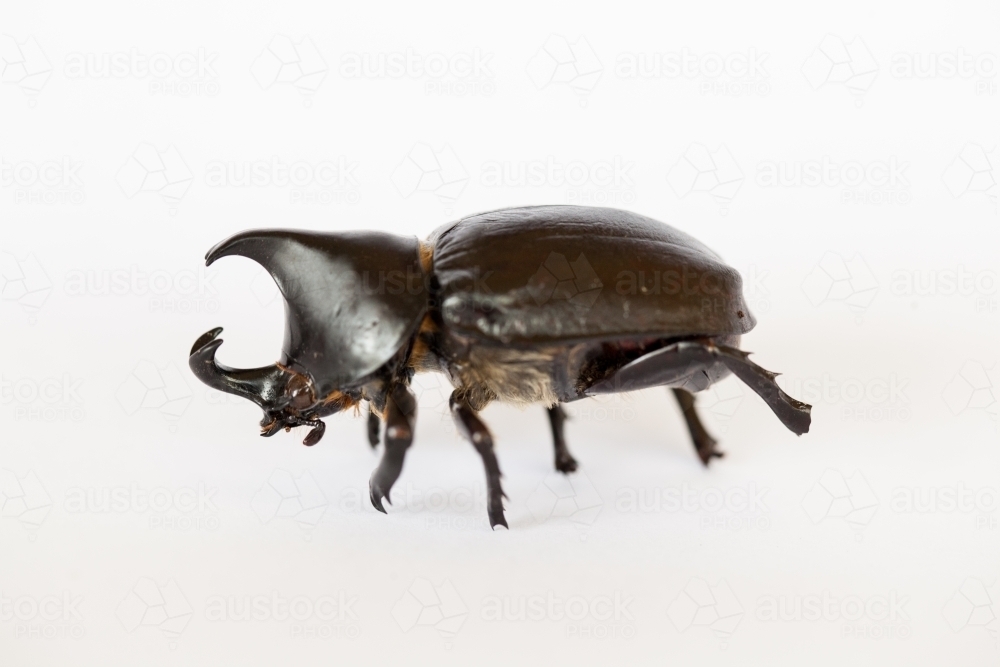 Close up of a Rhinoceros Beetle - Australian Stock Image