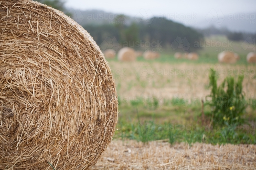 Close up of a round bale of hay in a paddock - Australian Stock Image