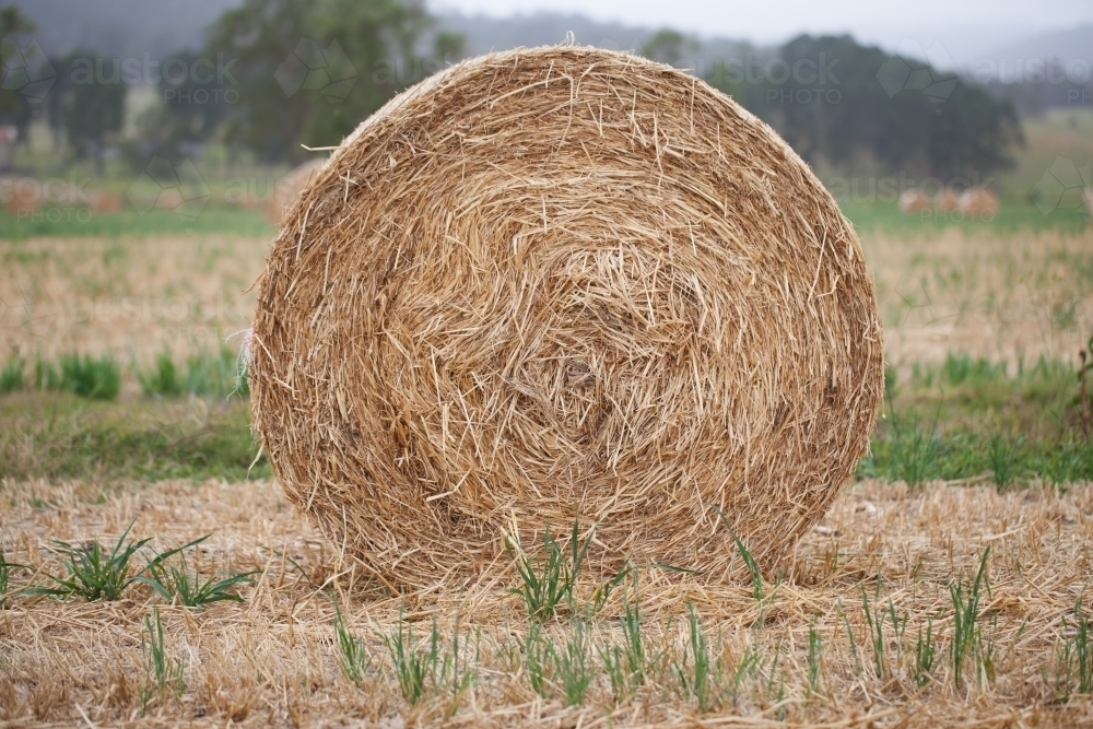 Close up of a round bale of hay in a paddock - Australian Stock Image