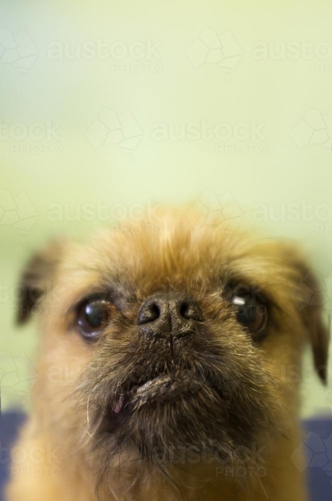 Close up of a sad little Brussels Griffon dog - Australian Stock Image