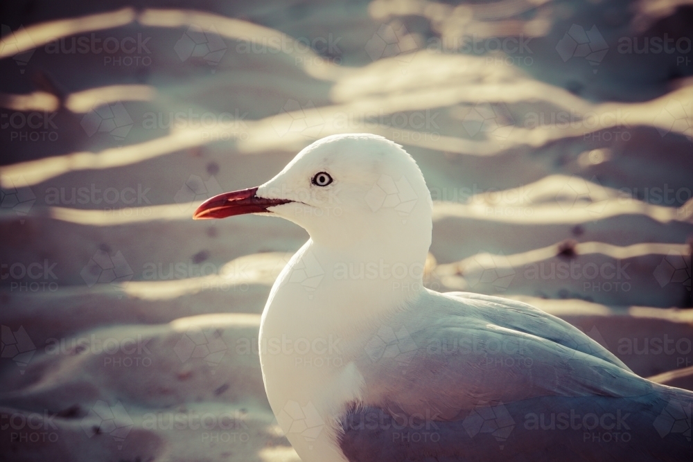 Close up of a seagull - Australian Stock Image