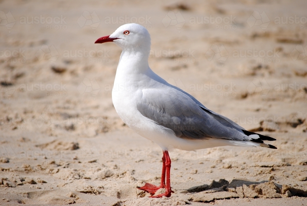 Image of Close up of a seagull on the beach Austockphoto