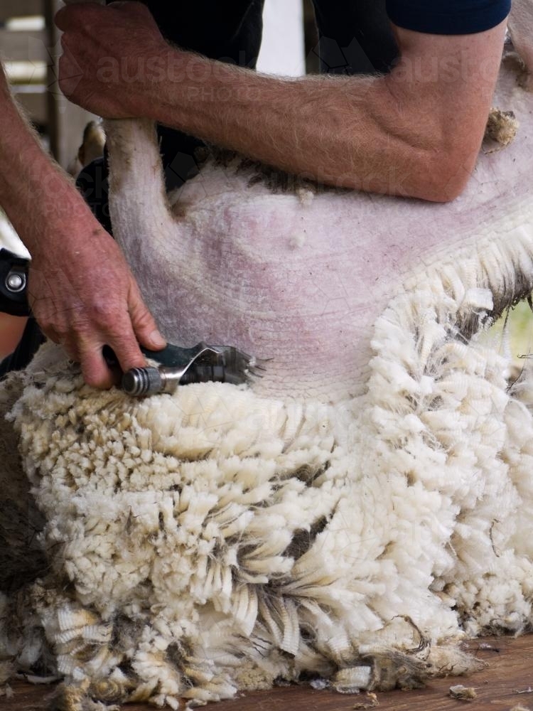 Close up of a sheep being shorn - Australian Stock Image