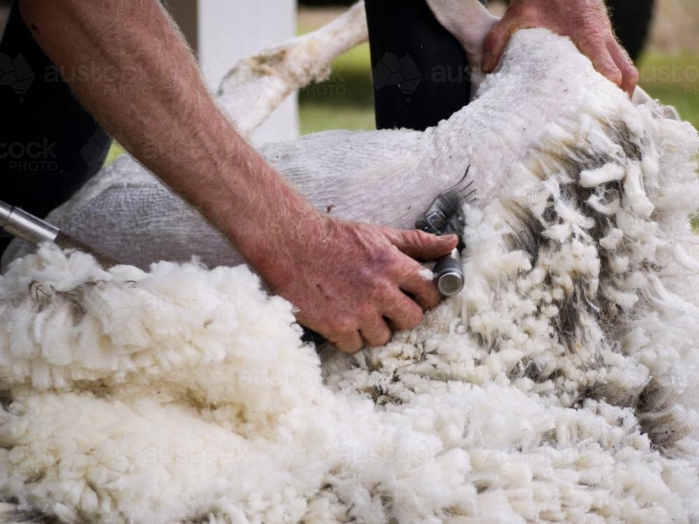 Close up of a sheep being shorn - Australian Stock Image