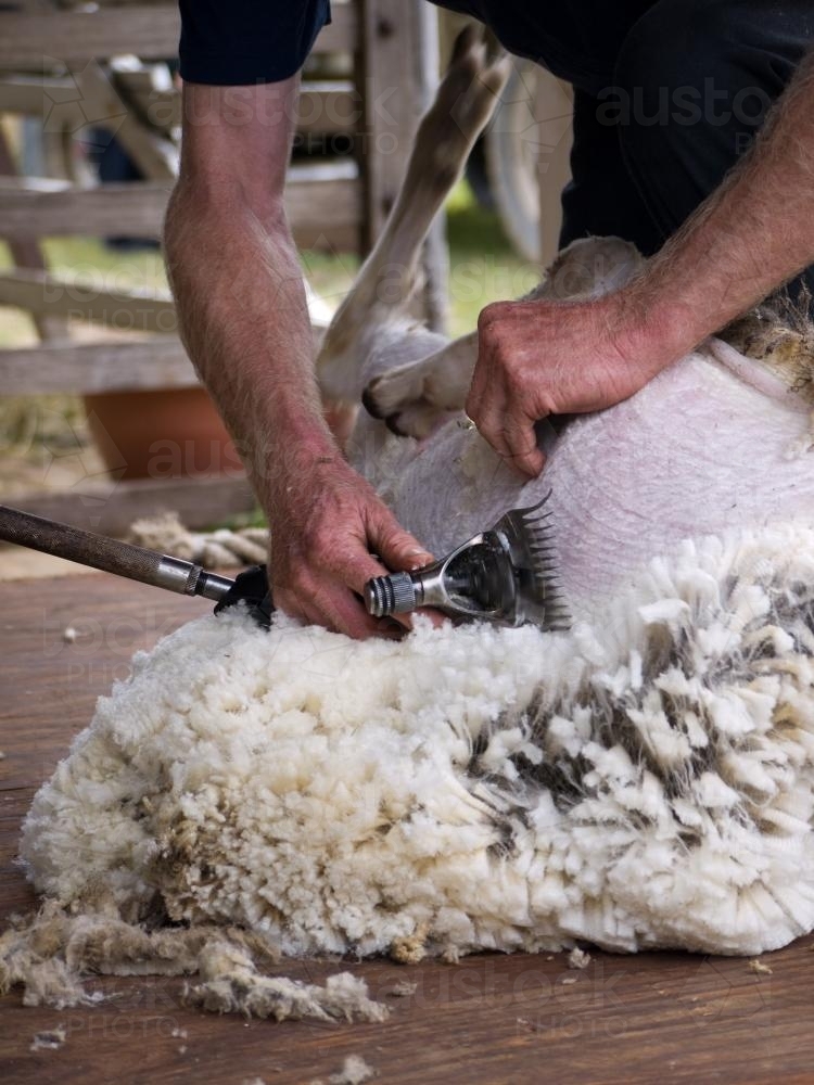 Image of Close up of a sheep being shorn Austockphoto