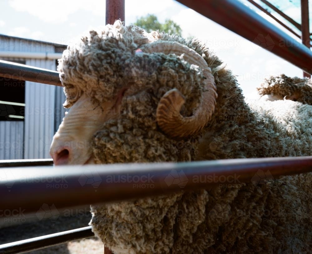 Close up of a sheep in a pen at shearing time - Australian Stock Image