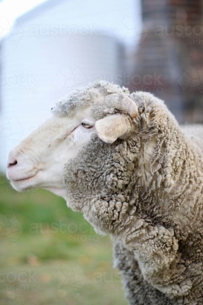 Close up of a sheep in front of an old farm house - Australian Stock Image
