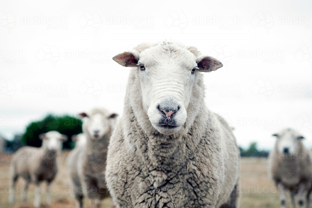 Close up of a sheep on a farm field - Australian Stock Image