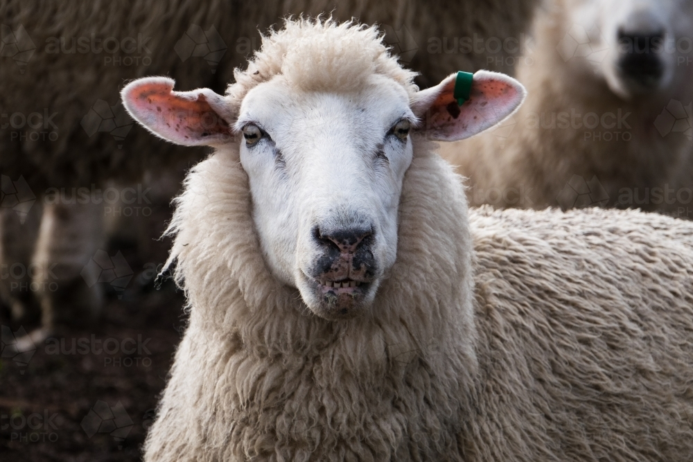 Close up of a sheep with an ear tag gazing intently. - Australian Stock Image