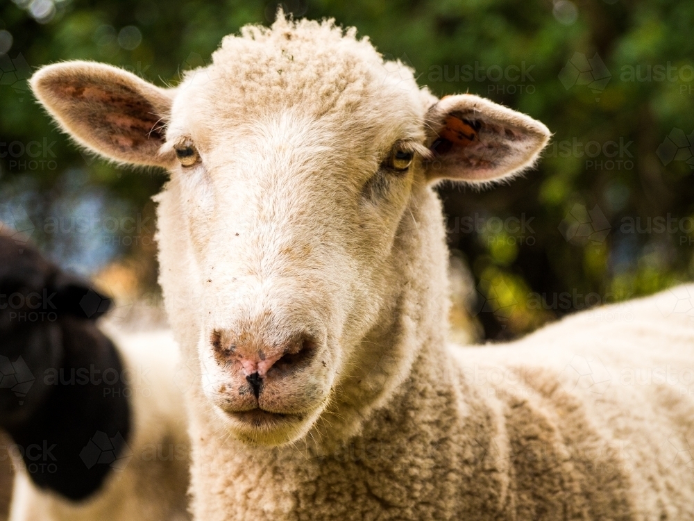 Close up of a sheeps face - Australian Stock Image