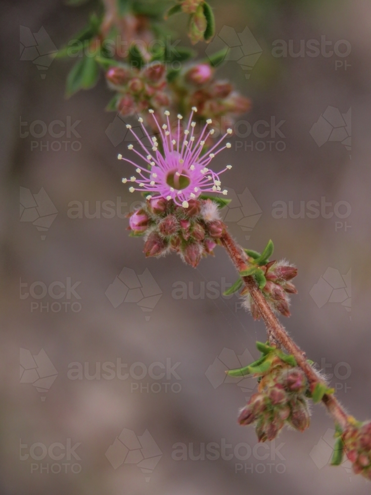 Close up of a single pink Kunzea flower - Australian Stock Image