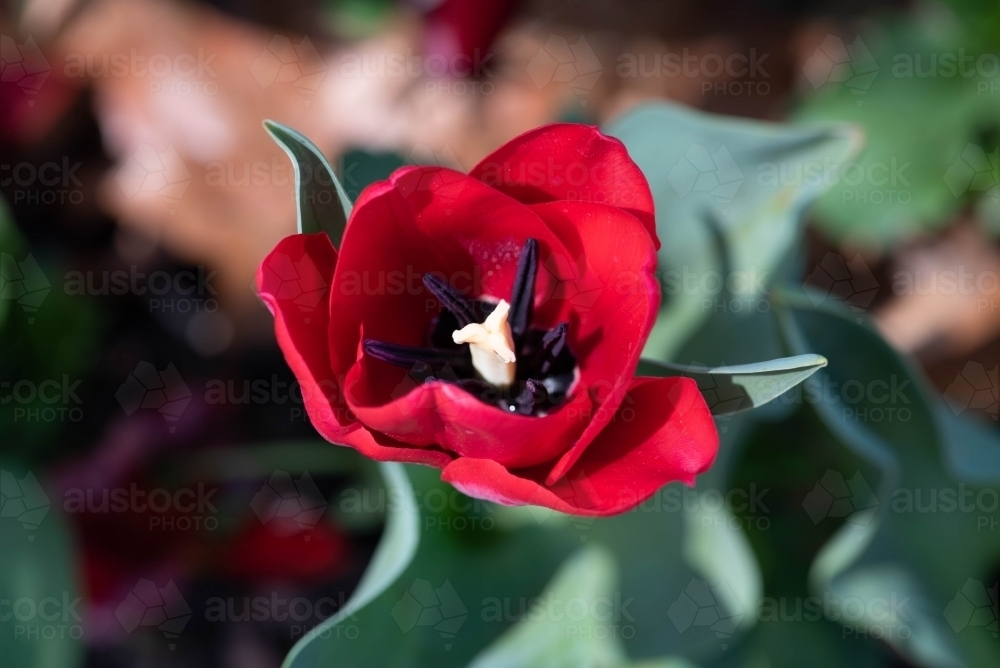 Close up of a single red tulip with green leaves - Australian Stock Image