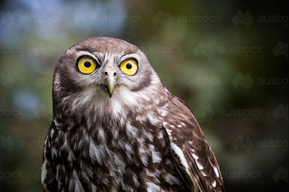 Close up of a sitting Barking Owl - Australian Stock Image