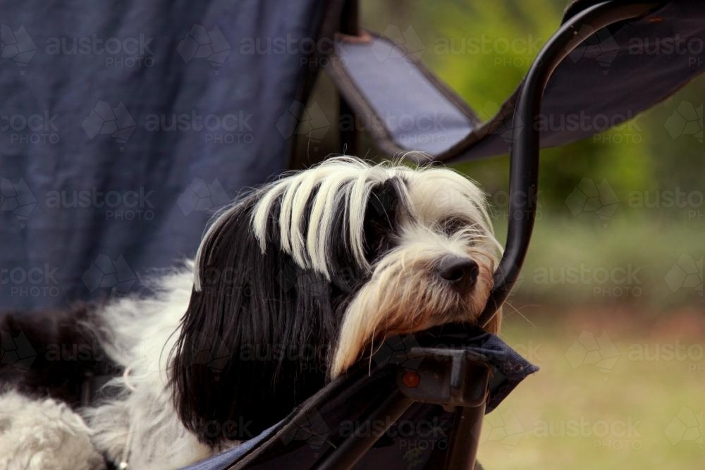 Close up of a small dog resting on a camp chair - Australian Stock Image
