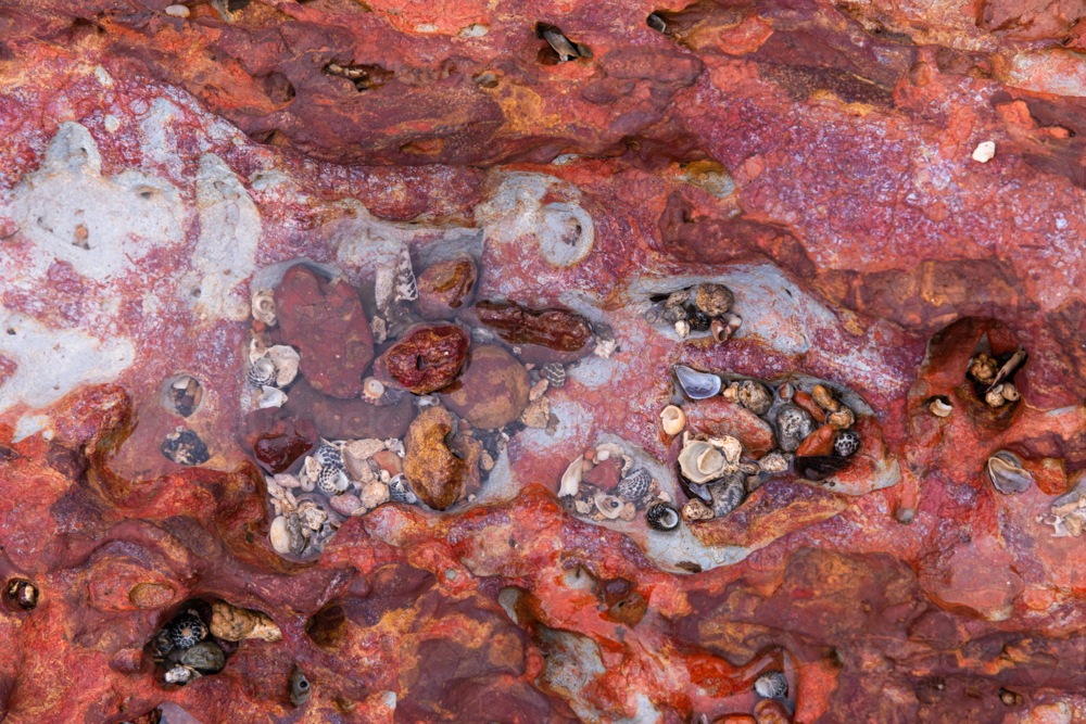 close up of a small rock pool with shells and pebbles - Australian Stock Image