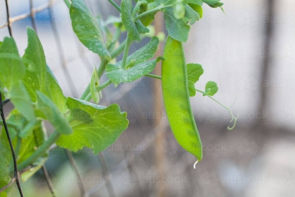 Close up of a snow pea in a garden - Australian Stock Image