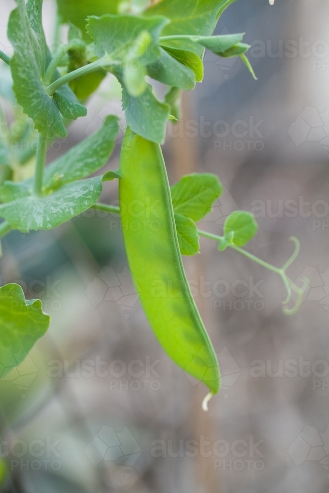 Close up of a snow pea in a garden - Australian Stock Image