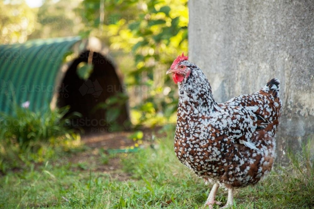 Close up of a Speckled Sussex hen - Australian Stock Image
