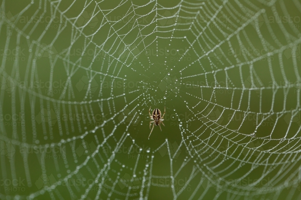 Close up of a Spider in a Web - Australian Stock Image