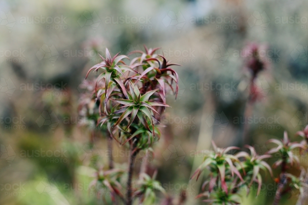 Close up of a spiky plant - Australian Stock Image