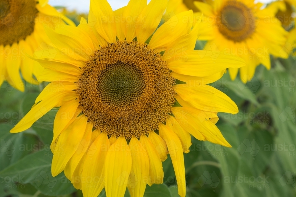 Close up of a sunflower - Australian Stock Image
