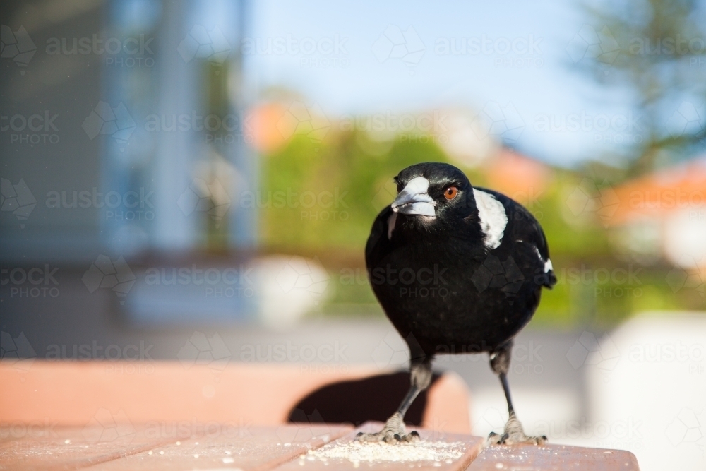 Close up of a sunlit magpie on bench - Australian Stock Image