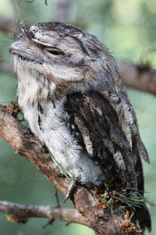 Close up of a Tawny Frogmouth - Australian Stock Image