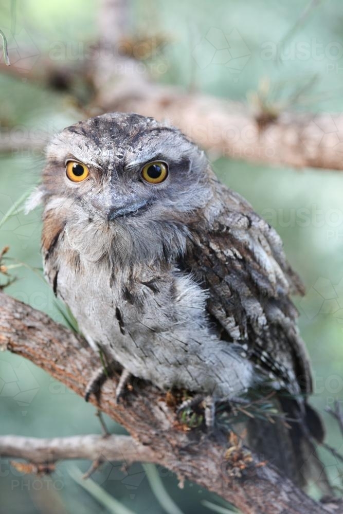 Close up of a Tawny Frogmouth - Australian Stock Image