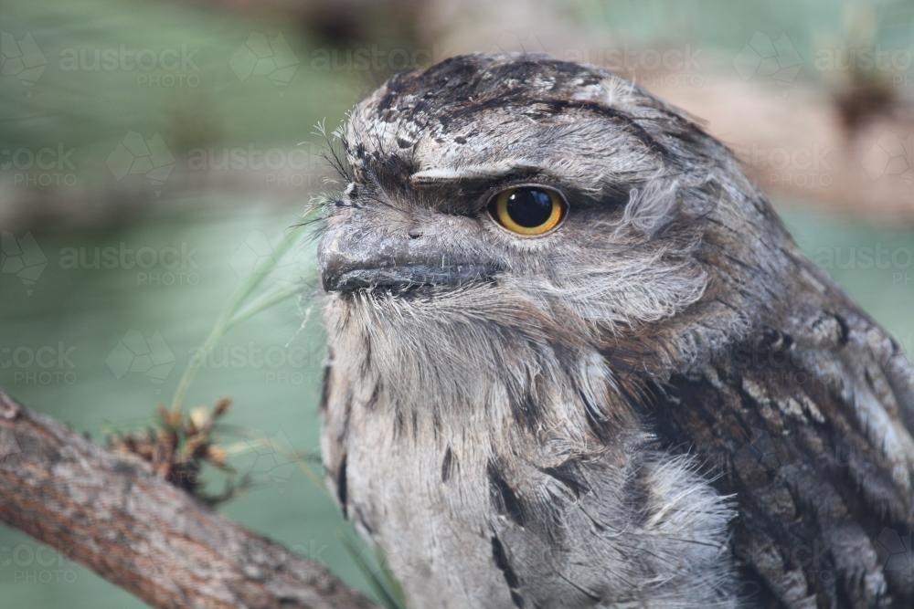 Close up of a Tawny Frogmouth - Australian Stock Image