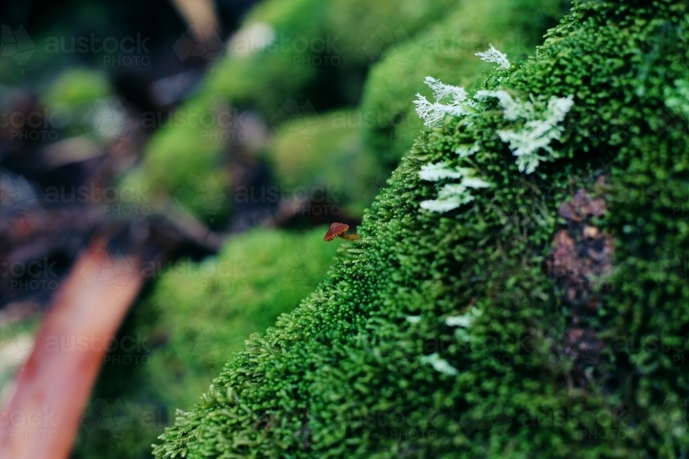 Close up of a tiny mushroom growing on moss - Australian Stock Image