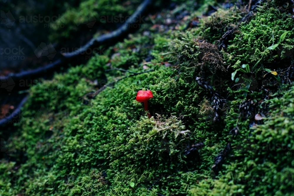 Close up of a tiny red toadstool growing on a green mossy background - Australian Stock Image