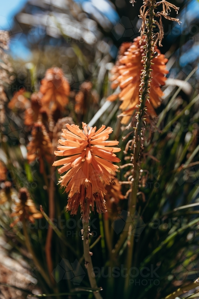Close-up of a Torch lily with a blurry background. - Australian Stock Image