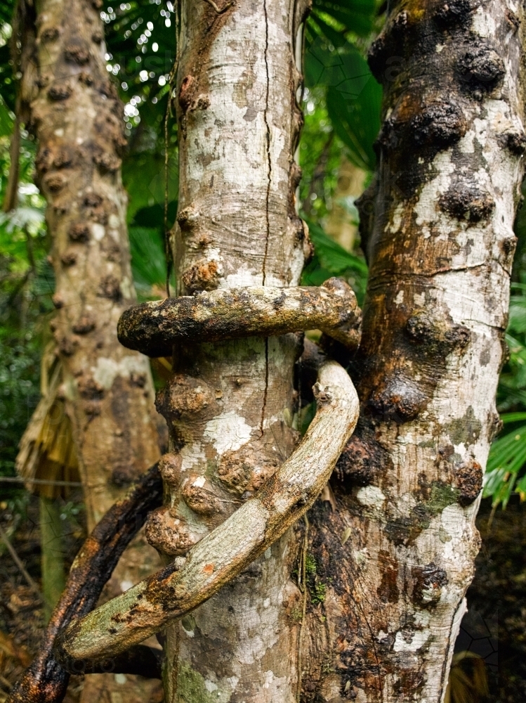 Close up of a tree in a rainforest - Australian Stock Image