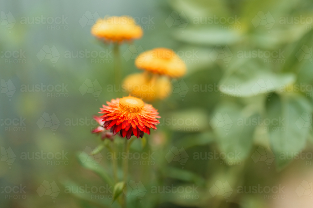 Close-up of a vibrant orange and red strawflower with soft green bokeh background - Australian Stock Image