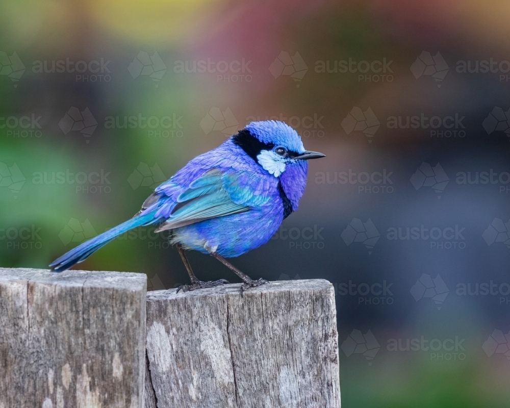 Close-up of a vivid blue male Splendid Fairywren (Malurus splendens) perched on an old fence post - Australian Stock Image