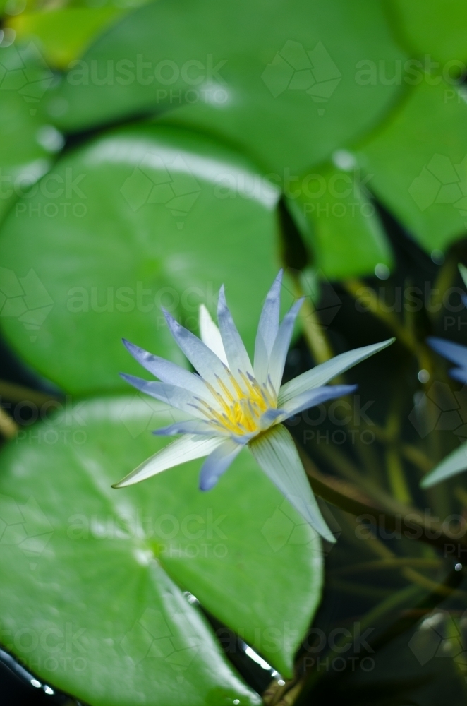 Close up of a water lily - Australian Stock Image