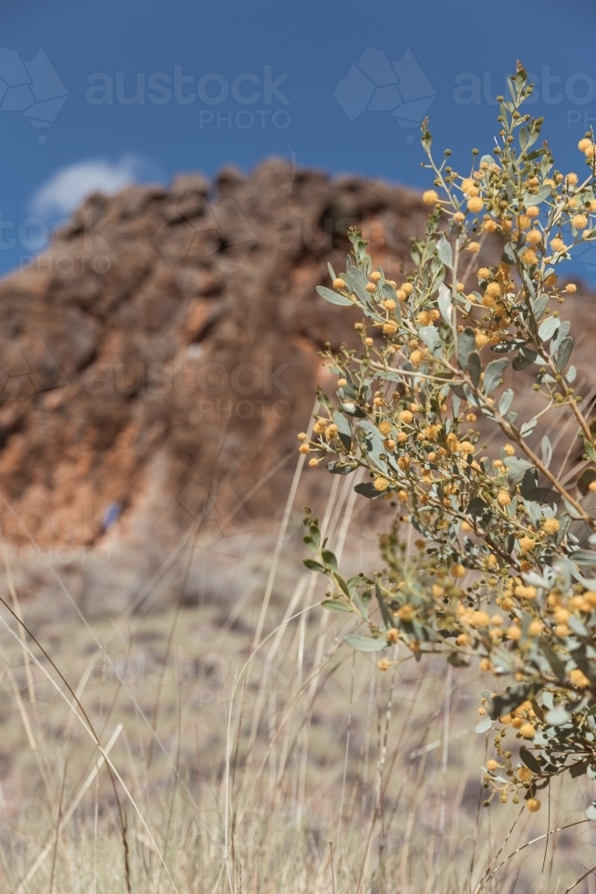 Close-up of a wattle plant with tiny yellow flowers in a dry grassland - Australian Stock Image