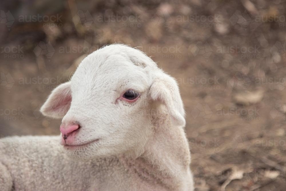 Close up of a white dorper lamb - Australian Stock Image