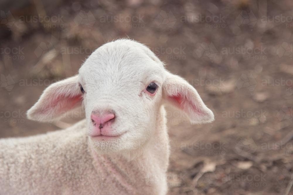 Close up of a white dorper lamb - Australian Stock Image