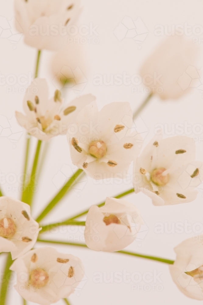 Close up of a white flower - Australian Stock Image