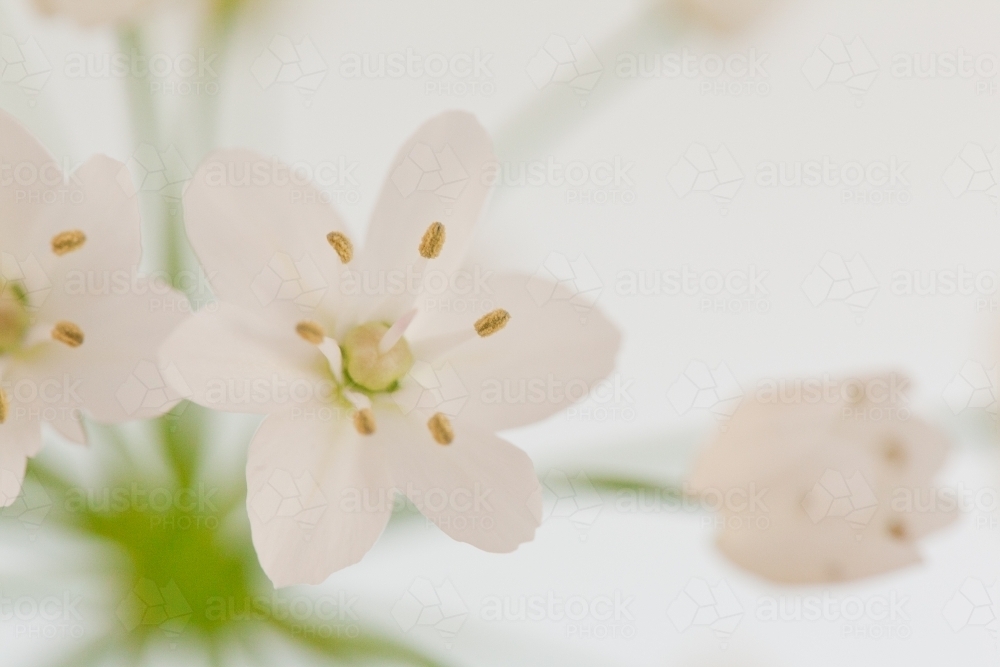 Close up of a white flower - Australian Stock Image