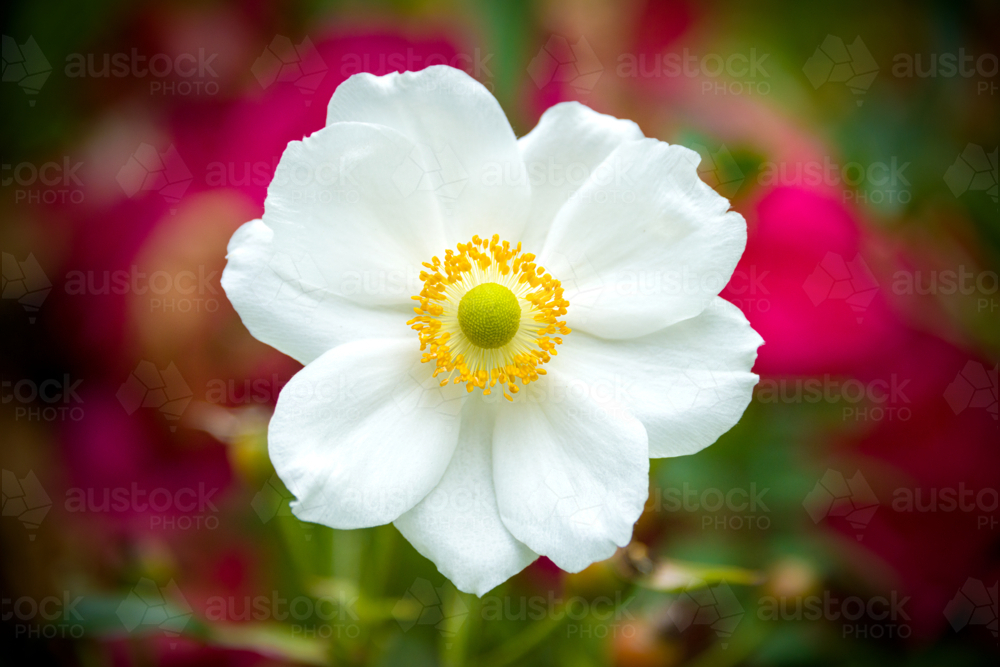 Close-up of a white flower with yellow centre against a blurred background - Australian Stock Image