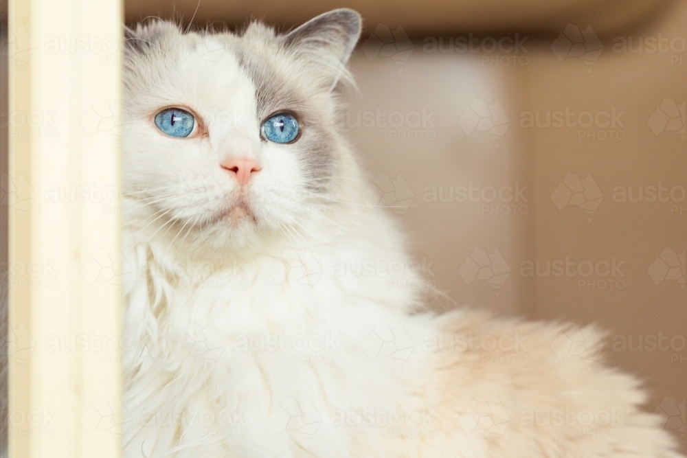 Close up of a white fluffy cat with blue eyes looking out a window - Australian Stock Image