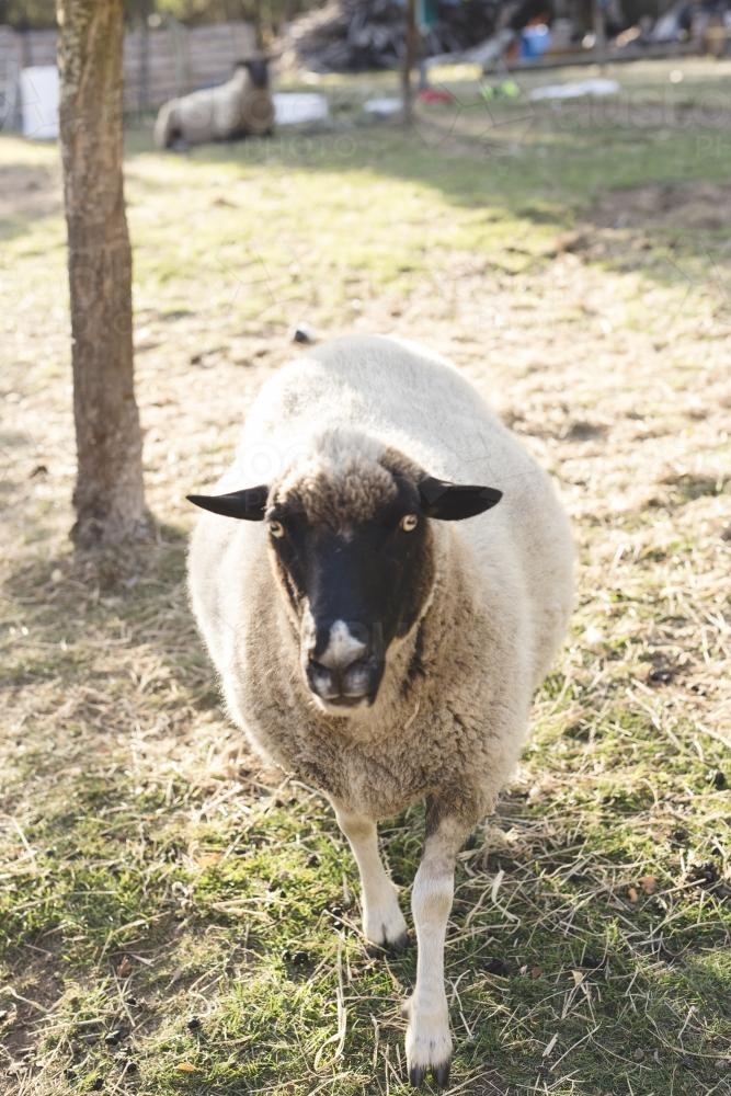 Close up of a white sheep with black face - Australian Stock Image