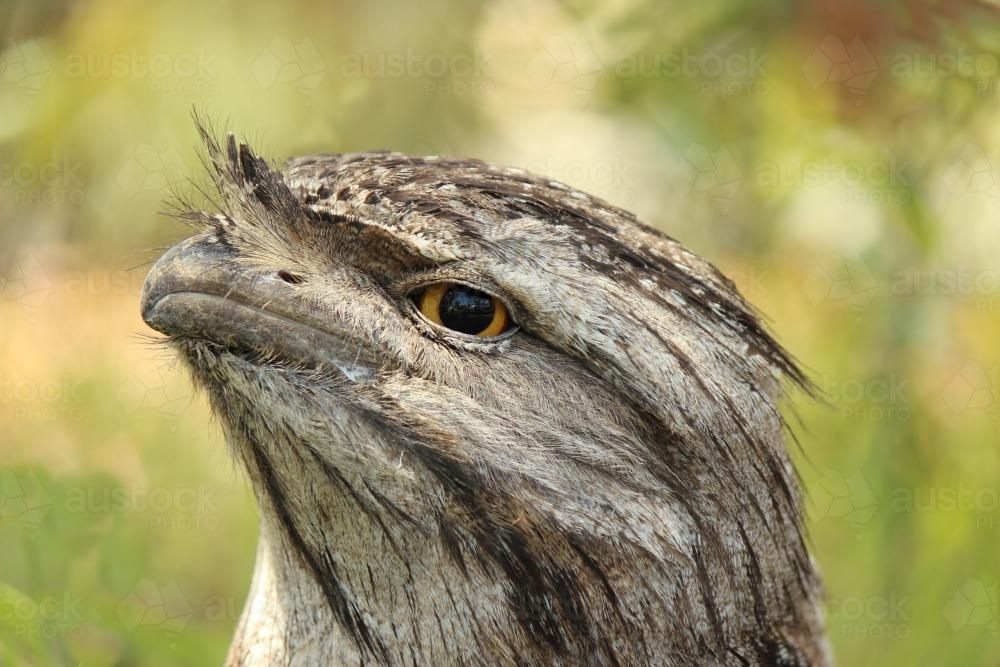 Close up of a wild tawny frogmouth - Australian Stock Image