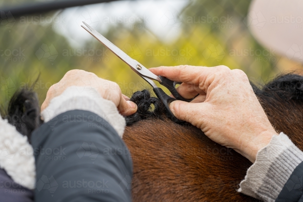 Close up of a woman's hands grooming a horses mane - Australian Stock Image