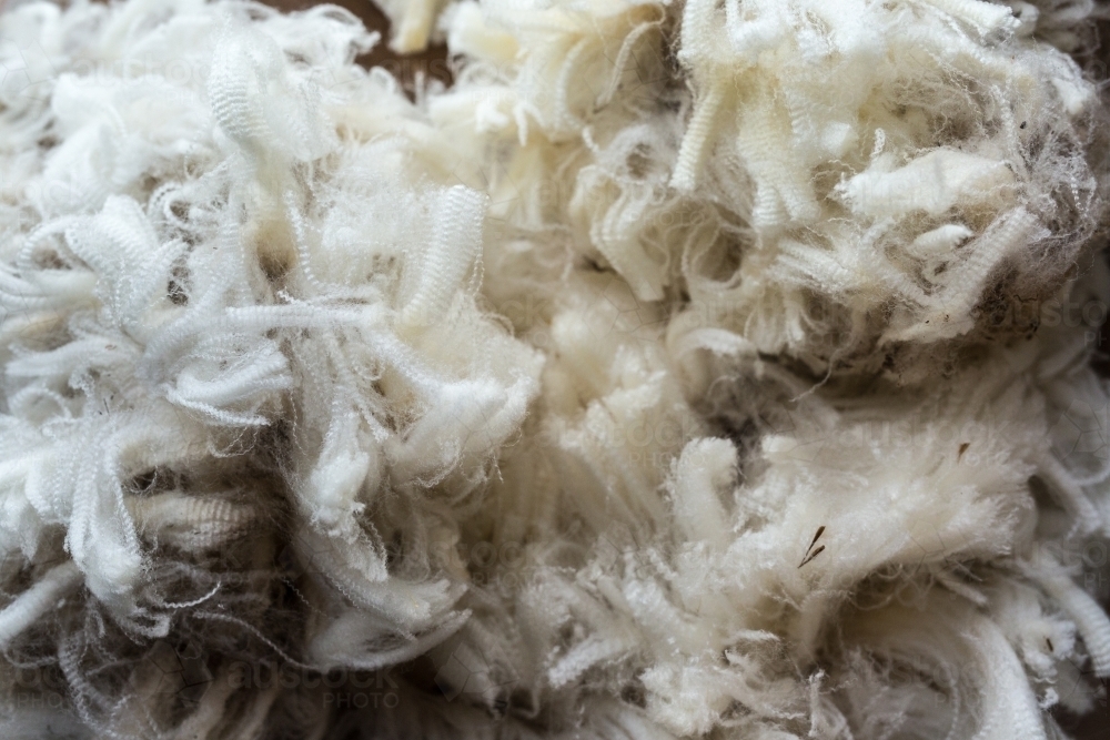 Close up of a wool fleece shorn from a crossbred sheep - Australian Stock Image